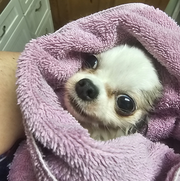 Jodee MISC2 listing for shows - Picture 1 of 1